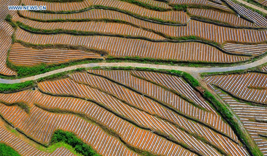 #CHINA-HUBEI-XUANEN-TERRACED FIELDS (CN)