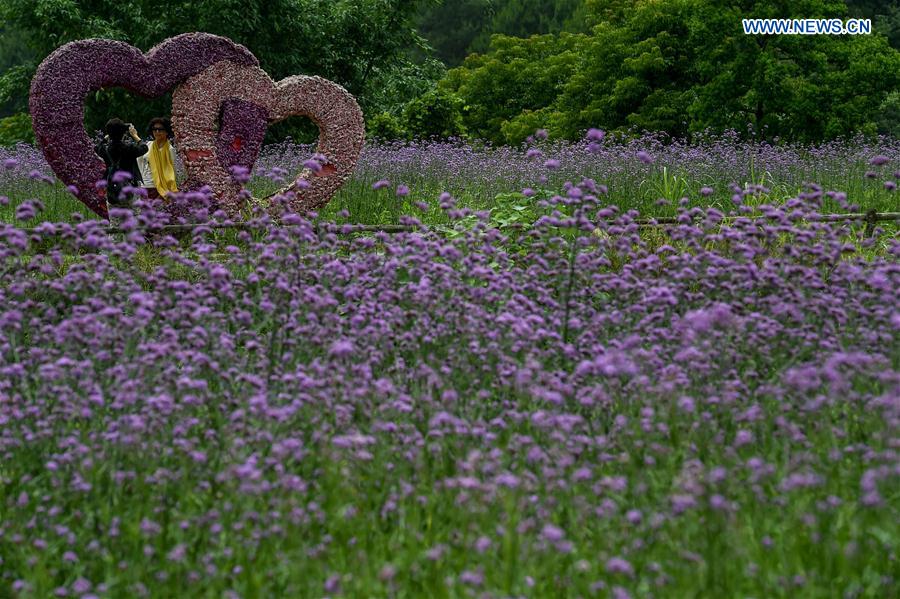 CHINA-GUIZHOU-LIBO-LAVENDER(CN)