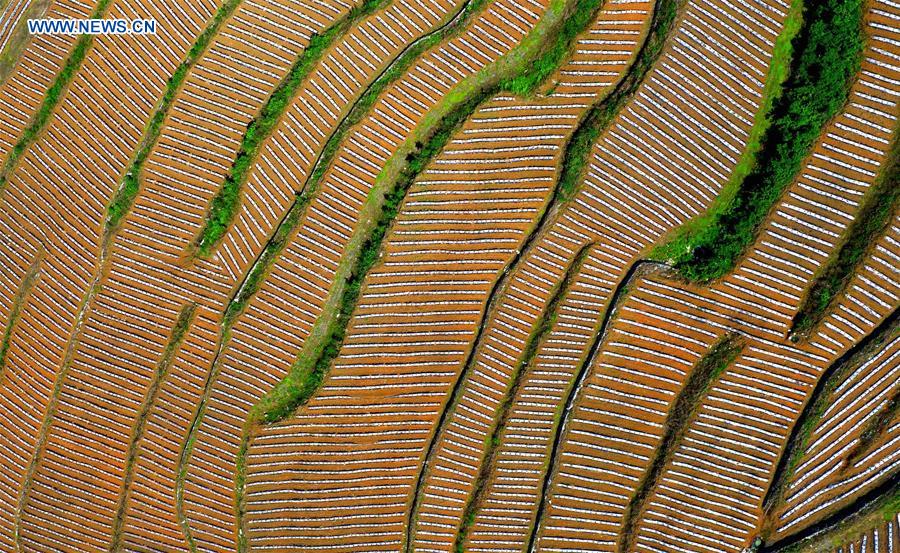 #CHINA-HUBEI-XUANEN-TERRACED FIELDS (CN)