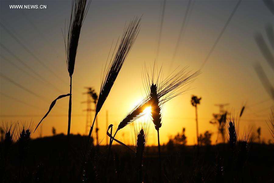 #CHINA-HENAN-ARGRICULTURE-WHEAT (CN) 