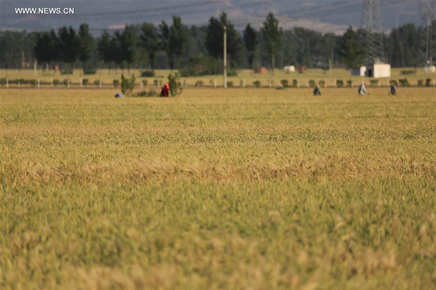 #CHINA-HENAN-ARGRICULTURE-WHEAT (CN) 