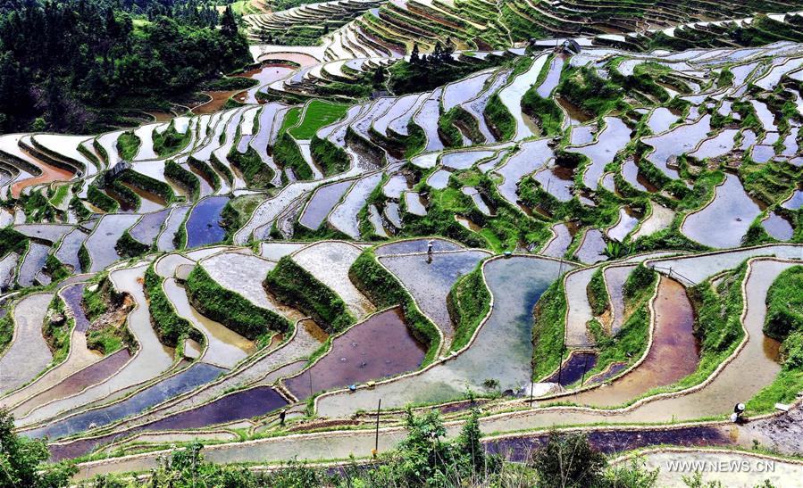 #CHINA-GUIZHOU-CONGJIANG-TERRACE FIELDS (CN)