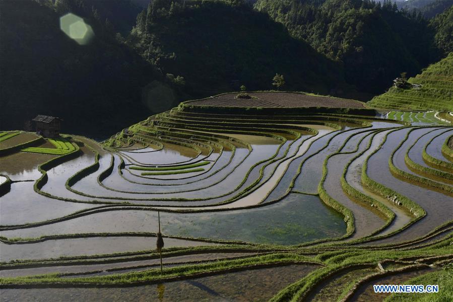 #CHINA-GUIZHOU-CONGJIANG-TERRACES (CN)