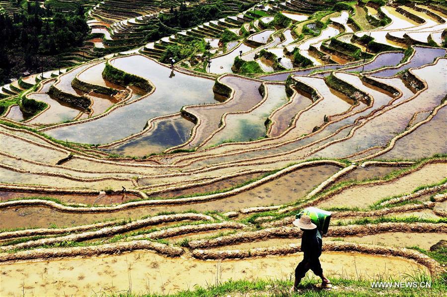 #CHINA-GUIZHOU-CONGJIANG-TERRACE FIELDS (CN)