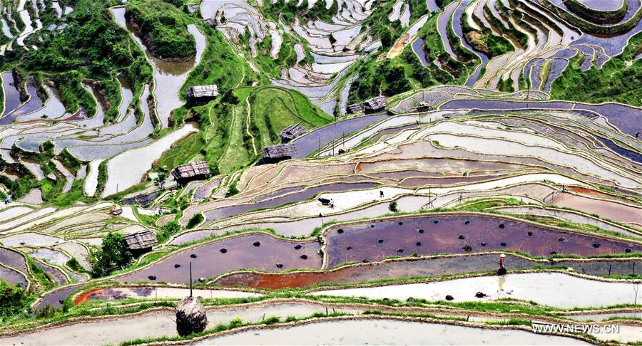 #CHINA-GUIZHOU-CONGJIANG-TERRACE FIELDS (CN)