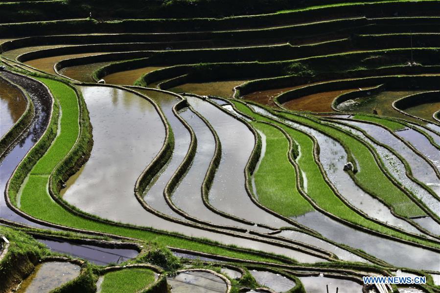 #CHINA-GUIZHOU-CONGJIANG-TERRACES (CN)