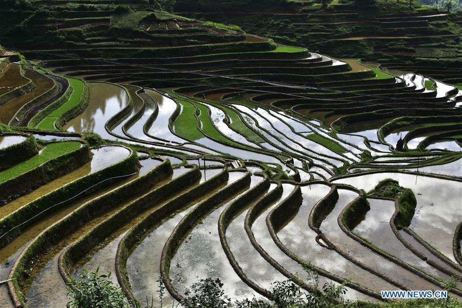 #CHINA-GUIZHOU-CONGJIANG-TERRACES (CN)