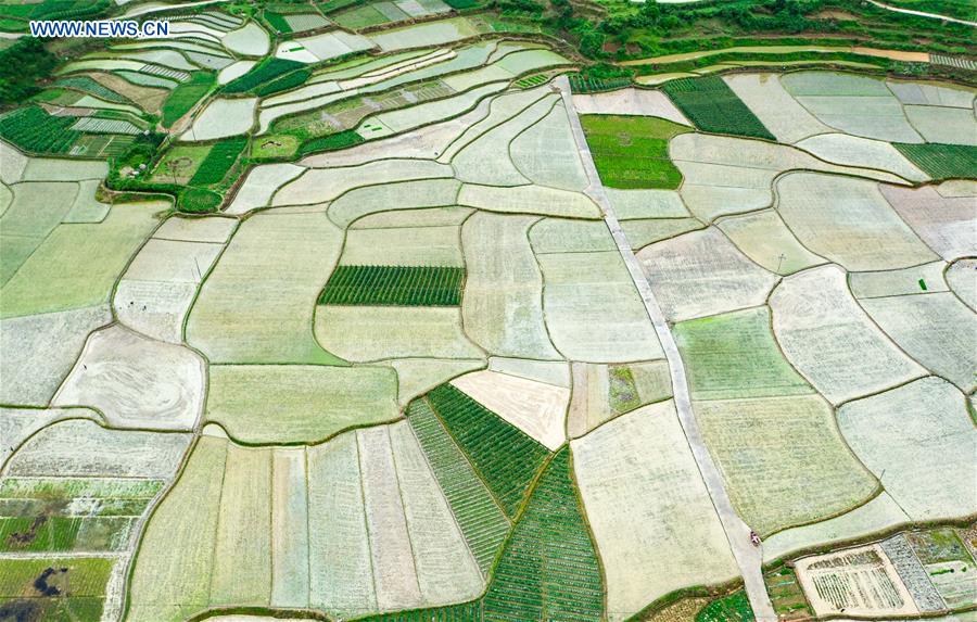 CHINA-GUIZHOU-RICE FIELDS (CN)