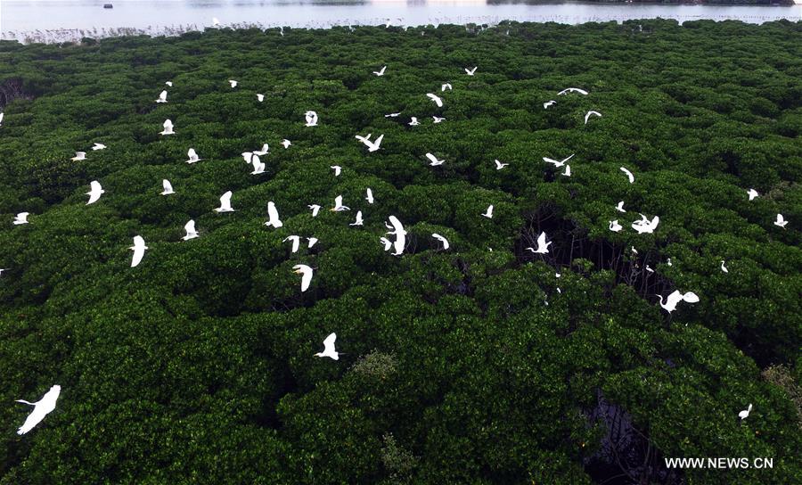 CHINA-HAINAN-MANGROVE-RESERVE (CN)