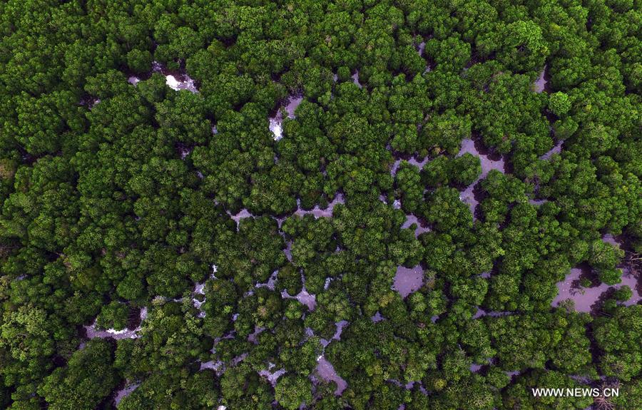 CHINA-HAINAN-MANGROVE-RESERVE (CN)