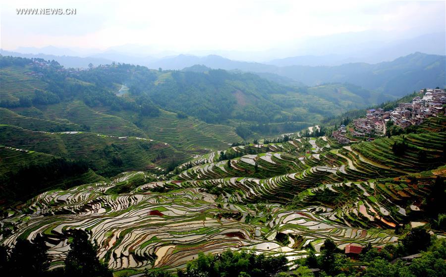 #CHINA-GUANGXI-LIUZHOU-TERRACES(CN)