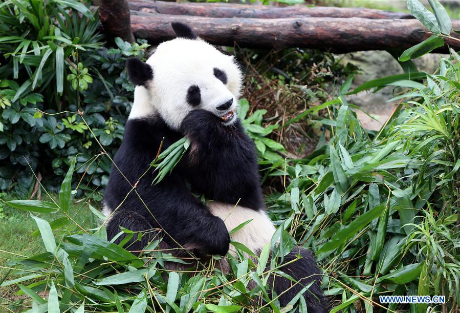 CHINA-HONG KONG-OCEAN PARK-ANIMAL STAR (CN)