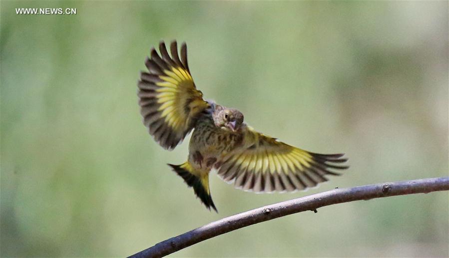 A bird flies amid branches at the Beijing Botanic Garden in Beijing, capital of China, May 29, 2016. 