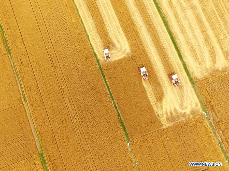 #CHINA-SHANDONG-WHEAT HARVEST (CN)