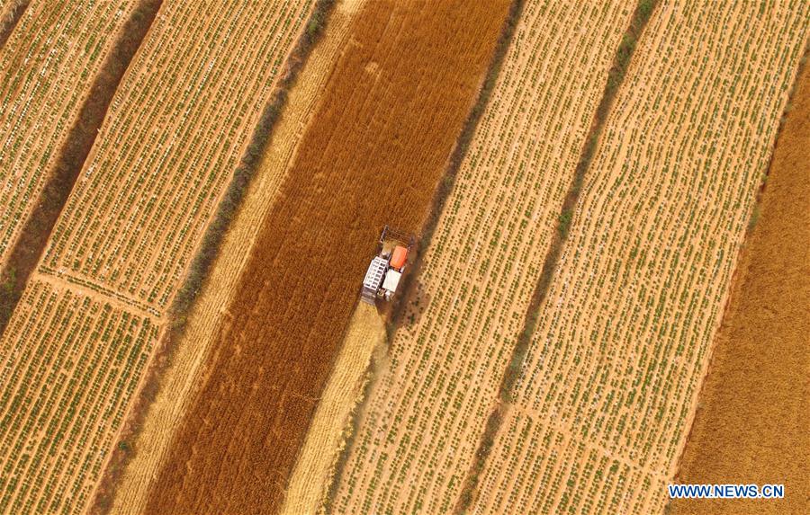 #CHINA-SHANDONG-WHEAT HARVEST (CN)