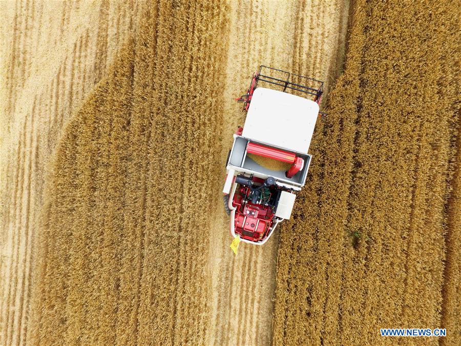 #CHINA-SHANDONG-WHEAT HARVEST (CN)