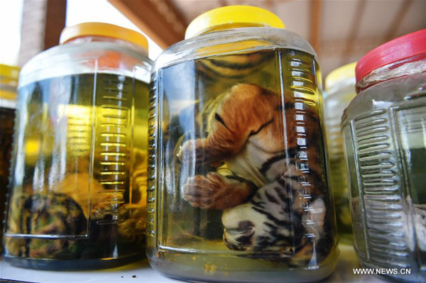 Two tiger cub carcasses soaked in chemicals are displayed after investigators found them in Wat Pha Luang Ta Bua, or Tiger Temple, in Kanchanaburi Province, central Thailand, June 3, 2016. (Xinhua/Li Mangmang)