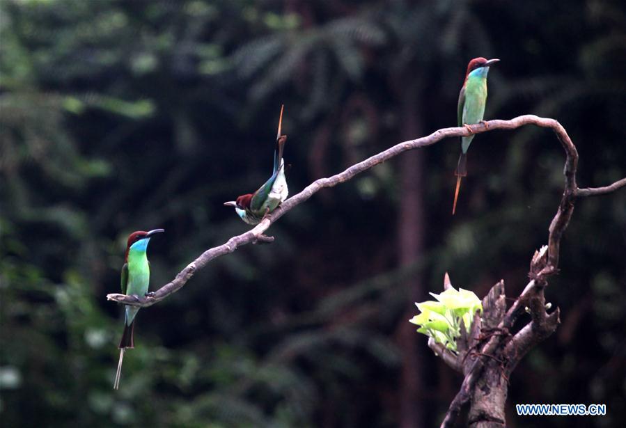 CHINA-HUNAN-BLUE-TAILED BEE EATERS (CN)