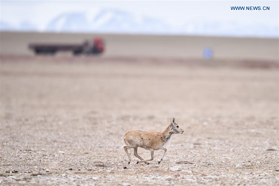 CHINA-QINGHAI-HOL XIL-TIBETAN ANTELOPES-BREEDING (CN)