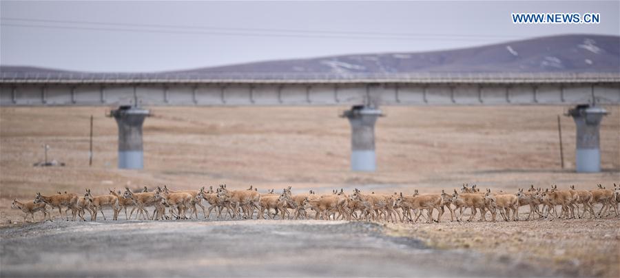 CHINA-QINGHAI-HOL XIL-TIBETAN ANTELOPES-BREEDING (CN)