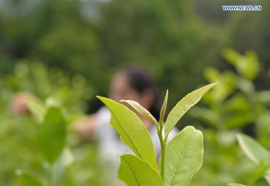 #CHINA-GUIZHOU-FENGGANG-TEA INDUSTRY (CN)