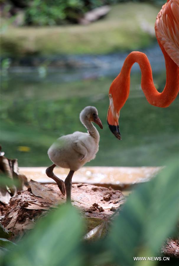 CHINA-NANNING-FLAMINGO CHICK (CN)