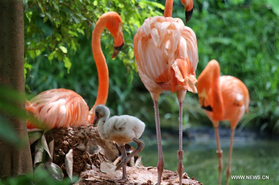 CHINA-NANNING-FLAMINGO CHICK (CN)