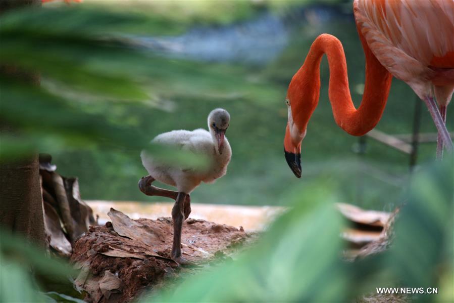 CHINA-NANNING-FLAMINGO CHICK (CN)