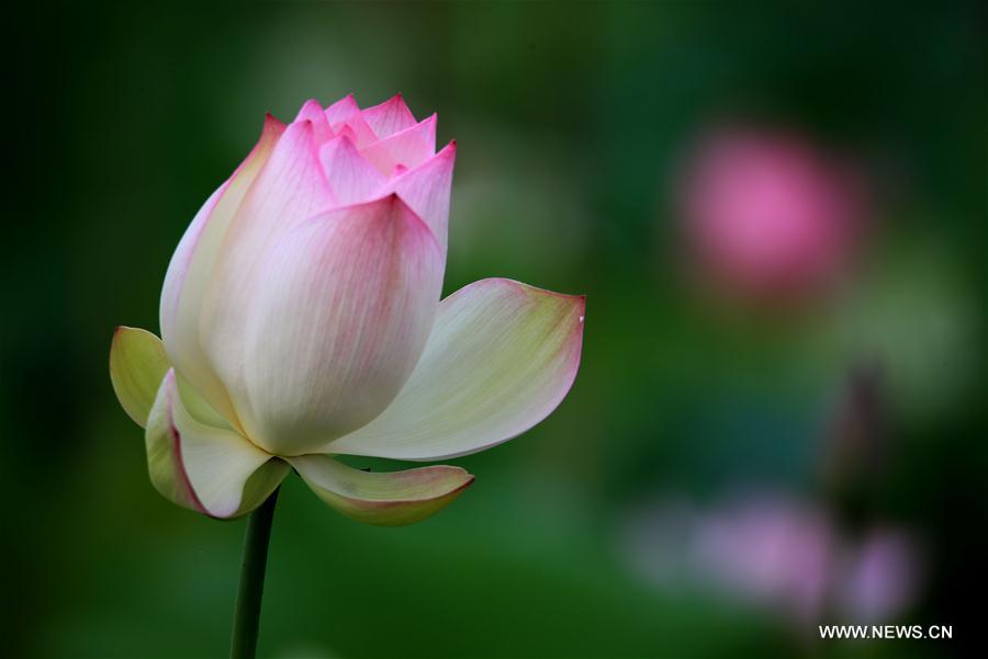 #CHINA-ANHUI-HUANGSHAN-LOTUS (CN)