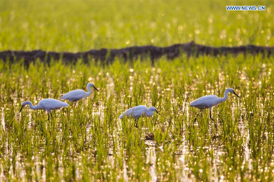 #CHINA-JIANGSU-LIANYUNGANG-EGRETS (CN)