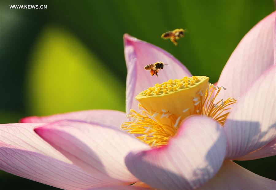 #CHINA-SUMMER SOLSTICE (CN)