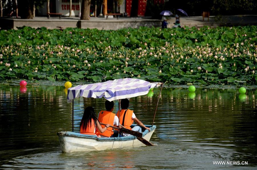 #CHINA-GANSU-JIUQUAN-LOTUS(CN)