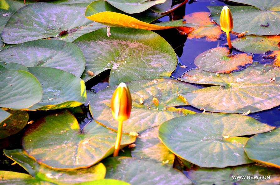 #CHINA-GANSU-JIUQUAN-LOTUS(CN)