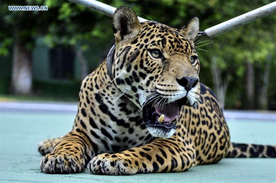 (SP)BRAZIL-MANAUS-OLYMPICS-JAGUAR