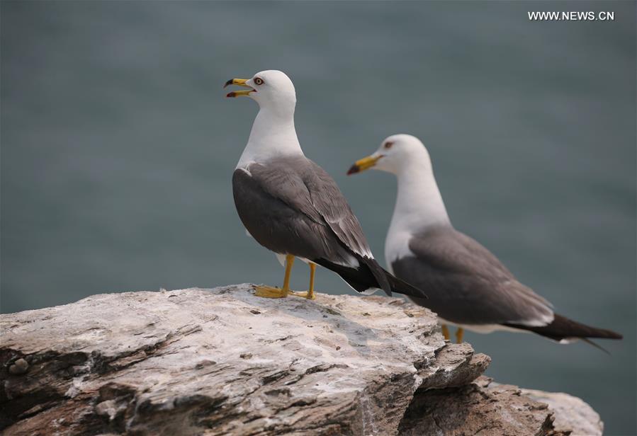 #CHINA-JIANGSU-LIANYUNGANG-SEAGULLS (CN)