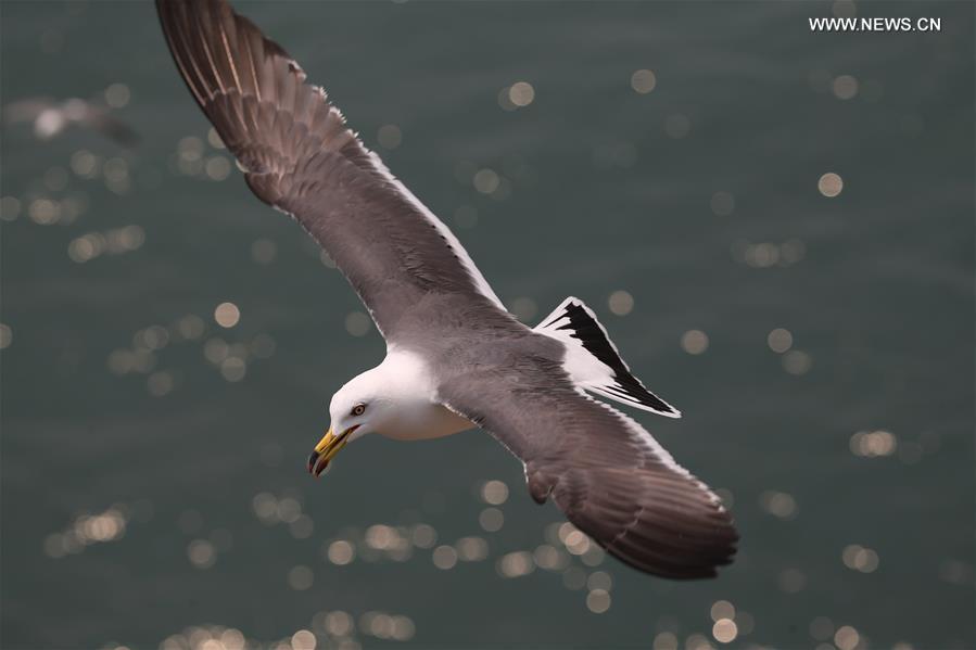 #CHINA-JIANGSU-LIANYUNGANG-SEAGULLS (CN)