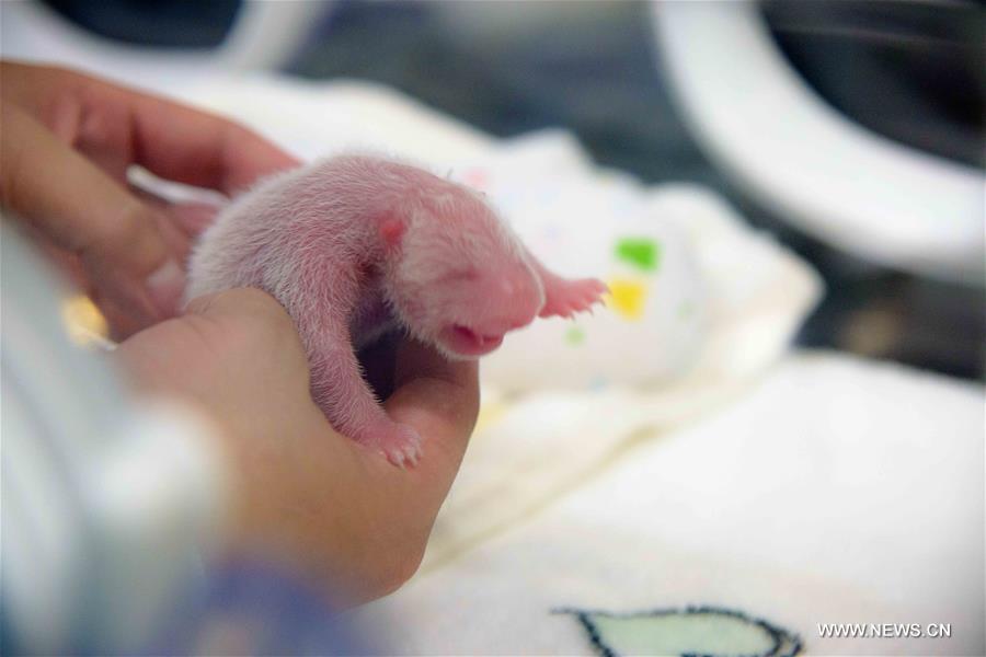 According to first inspection, the gender of the cubs is male.