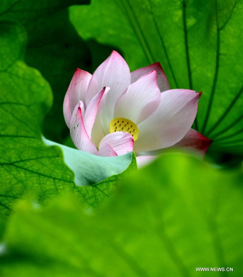 #CHINA-SUMMER-LOTUS (CN)