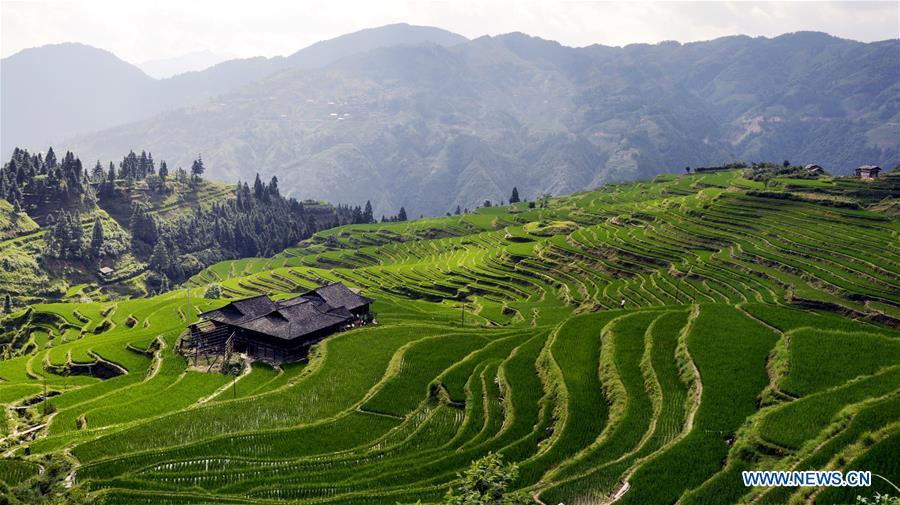 #CHINA-GUIZHOU-CONGJIANG-TERRACED FIELDS (CN) 