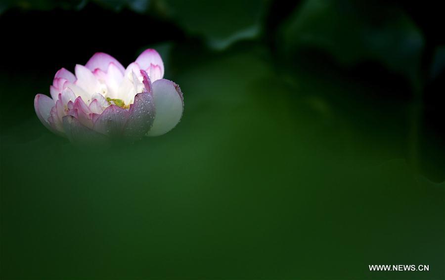 #CHINA-SUMMER-LOTUS (CN)