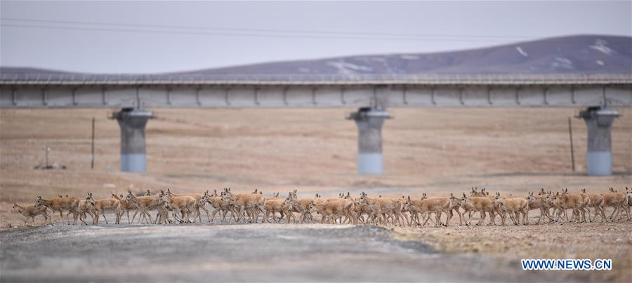 CHINA-QINGHAI-TIBET RAILWAY-ANNIVERSARY-ENVIRONMENT (CN)