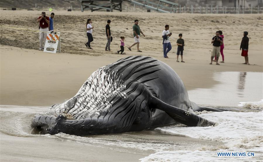 A bulldozer pushes a dead humpback whale into the ocean at Dockweiler State Beach in Los Angeles, California, the United States, on July 1, 2016.