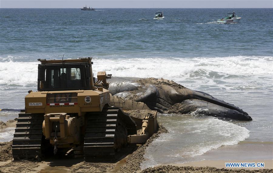 A bulldozer pushes a dead humpback whale into the ocean at Dockweiler State Beach in Los Angeles, California, the United States, on July 1, 2016.