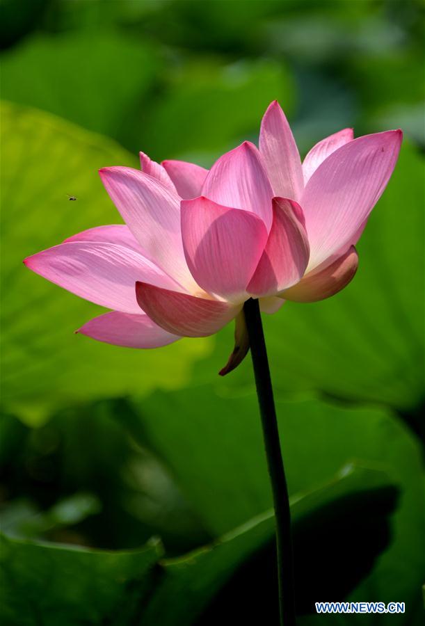 CHINA-SHANDONG-JINAN-LOTUS FLOWERS (CN)