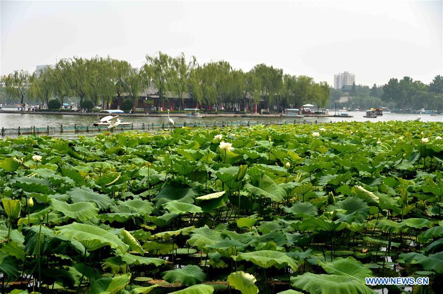 CHINA-SHANDONG-JINAN-LOTUS FLOWERS (CN)