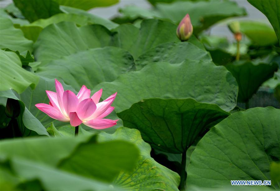 CHINA-SHANDONG-JINAN-LOTUS FLOWERS (CN)