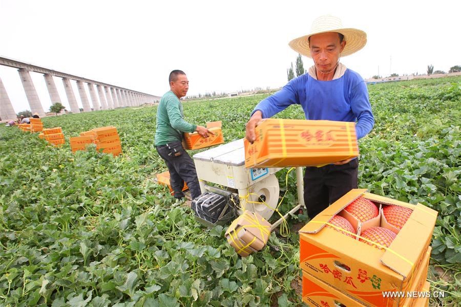 Farmers reaped a bumper harvest of more than 100 varieties of Hami melons in Nanhu Township of Xinjiang recently. 