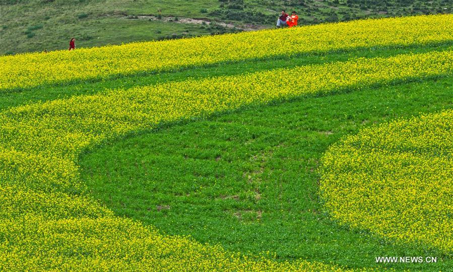  Rapeseed flowers are in full bloom in Minle recently. 