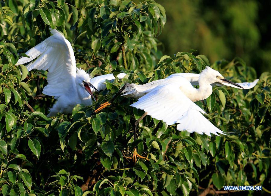 #CHINA-ANHUI-HUANGSHAN-EGRET (CN)