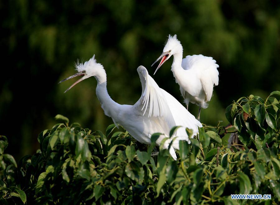 #CHINA-ANHUI-HUANGSHAN-EGRET (CN)